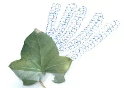 Feuille