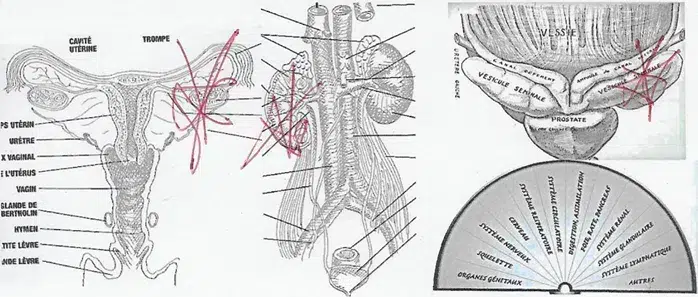 Organes