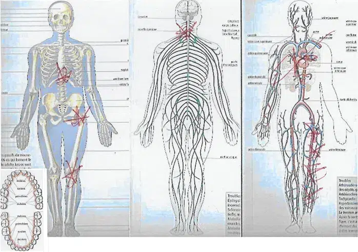 Planche anatomique